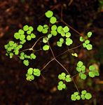Thalictrum rhynchocarpum