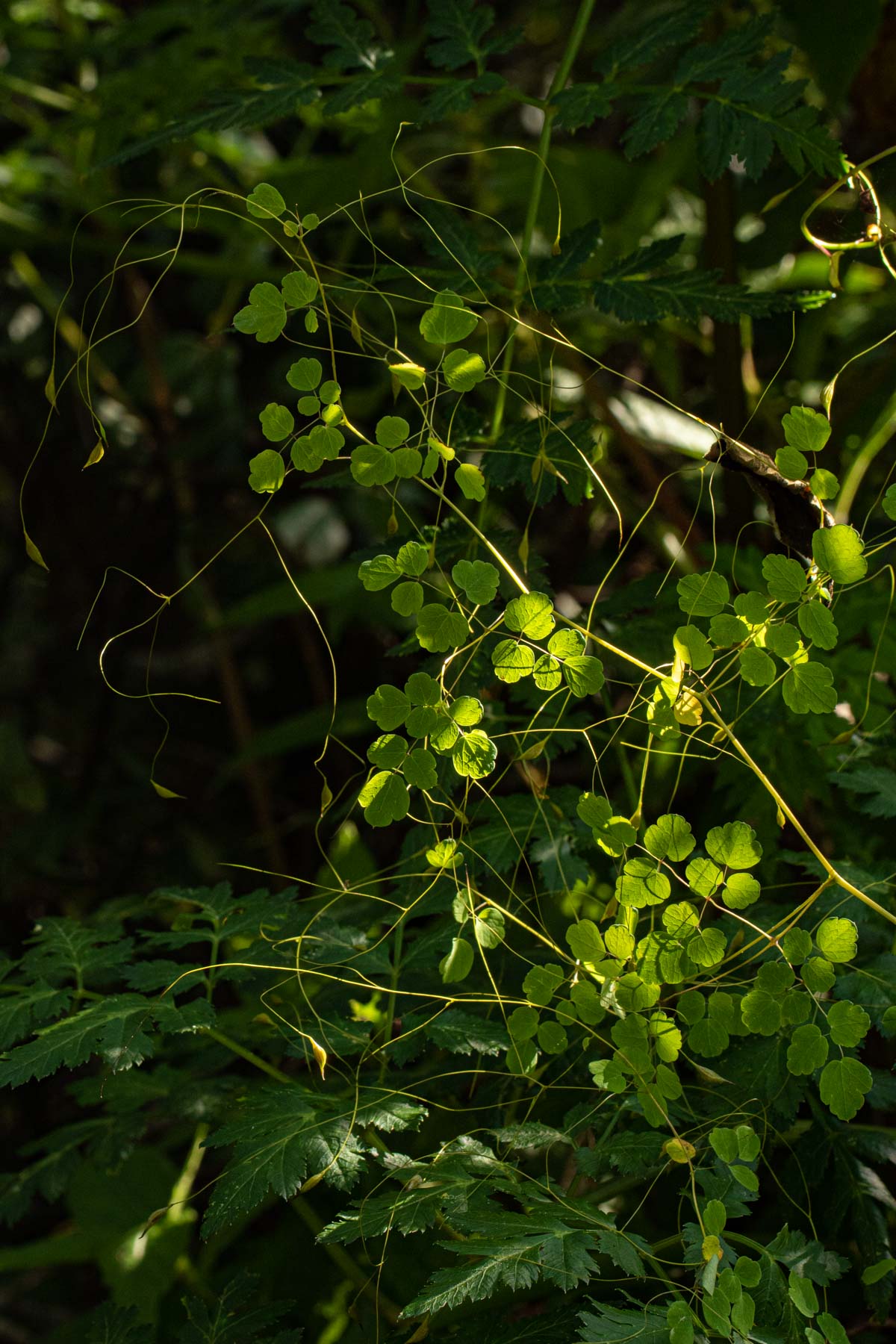 Thalictrum rhynchocarpum
