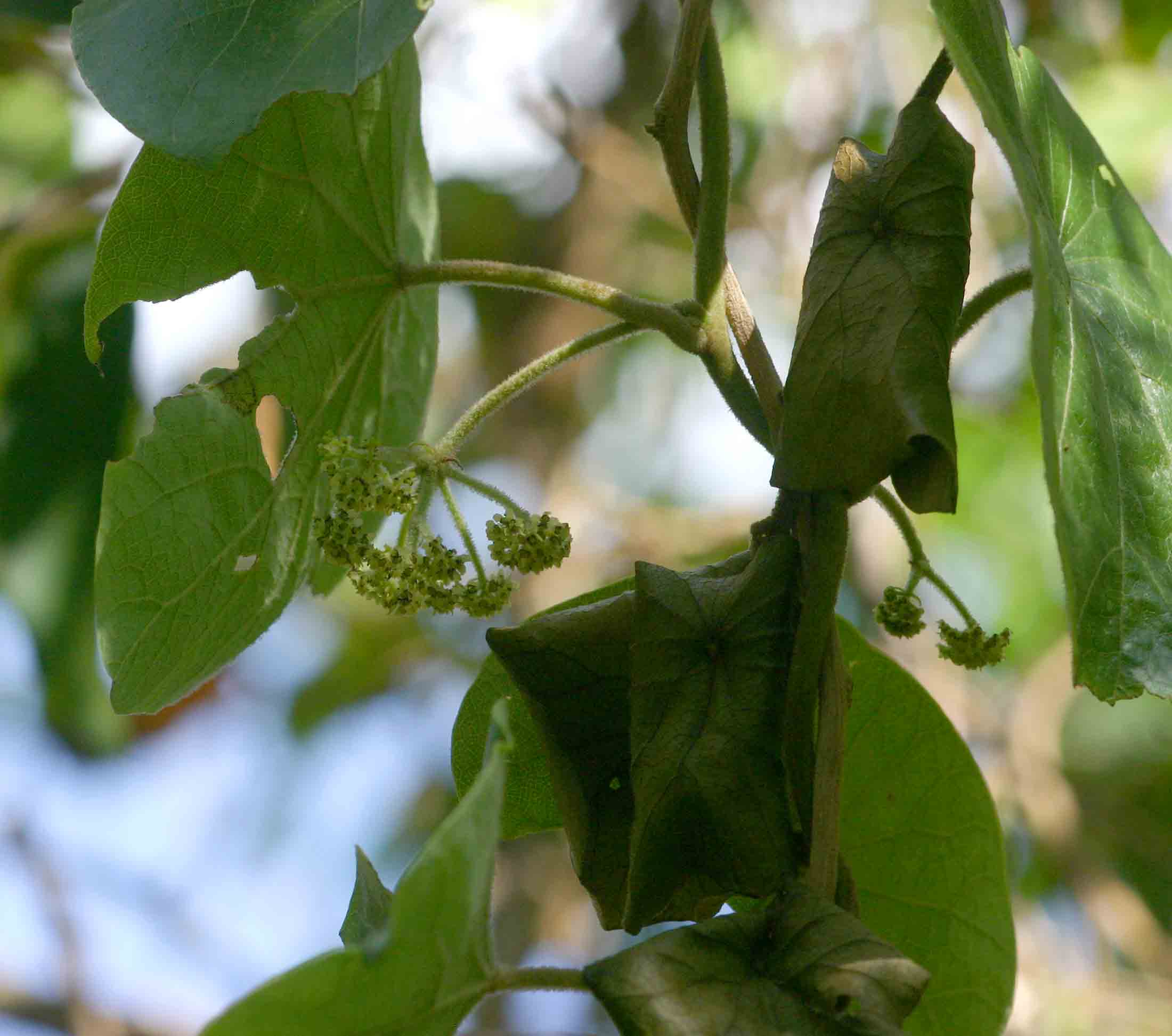 Stephania abyssinica var. tomentella