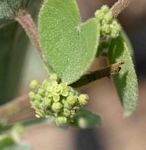 Cissampelos mucronata