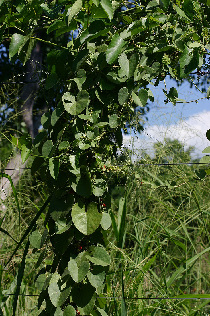 Cissampelos mucronata