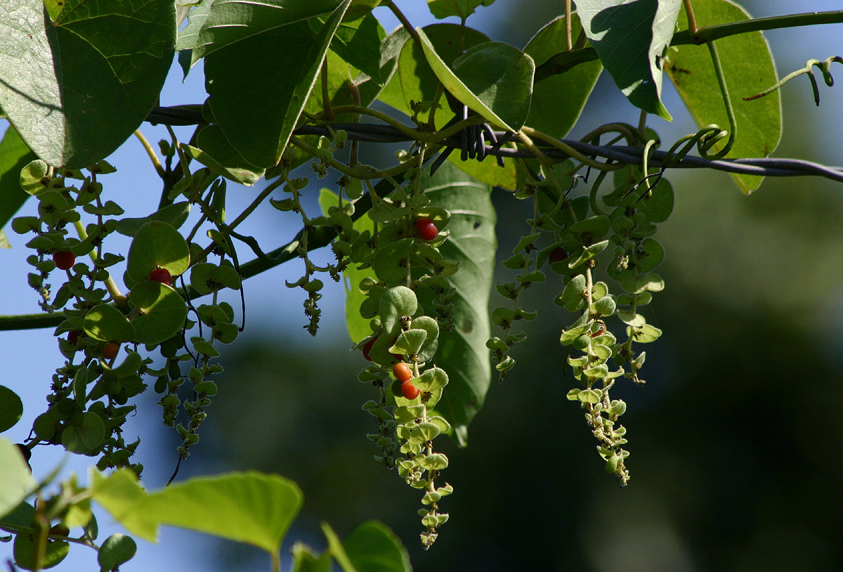 Cissampelos mucronata