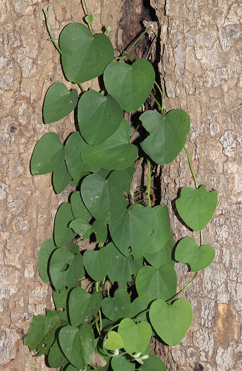 Cissampelos mucronata