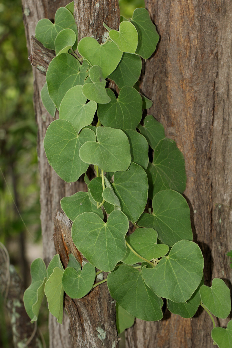Cissampelos mucronata