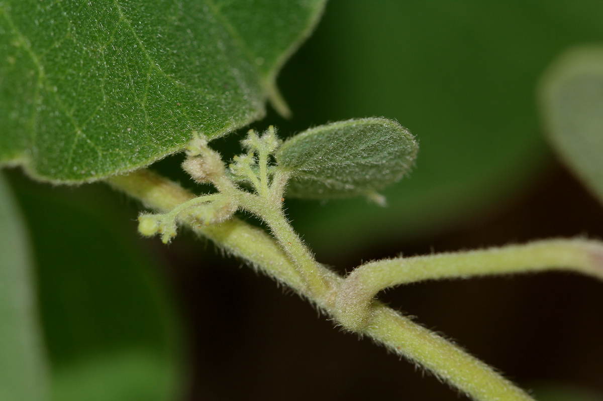 Cissampelos mucronata