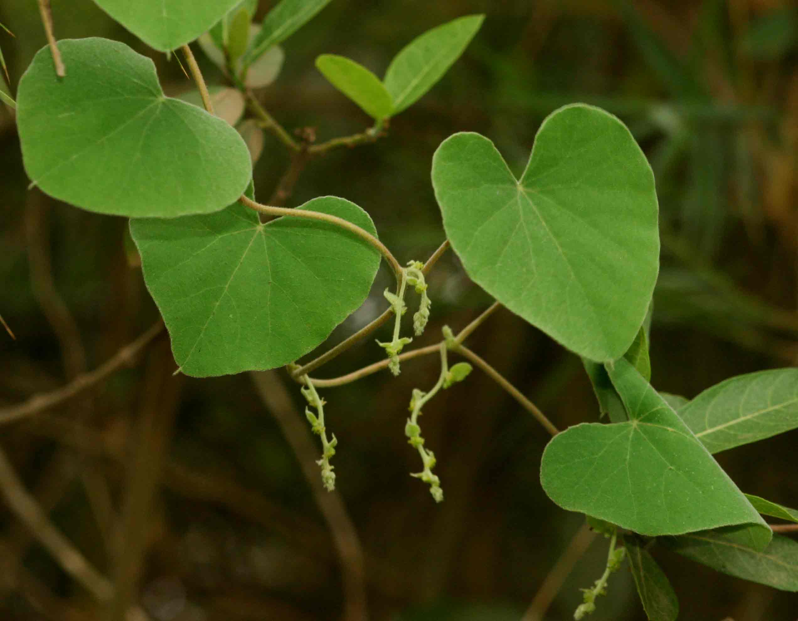 Cissampelos mucronata