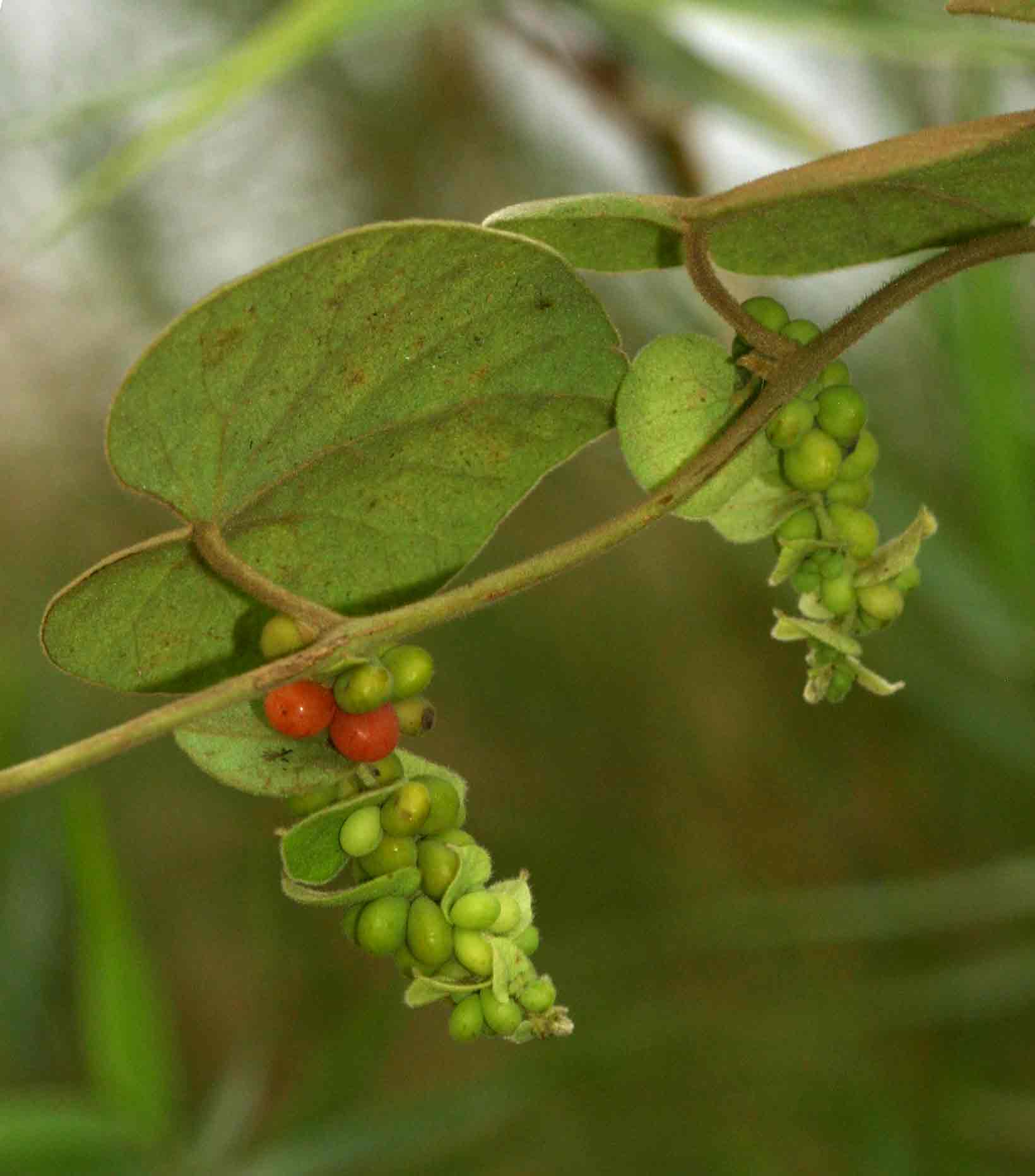 Cissampelos mucronata