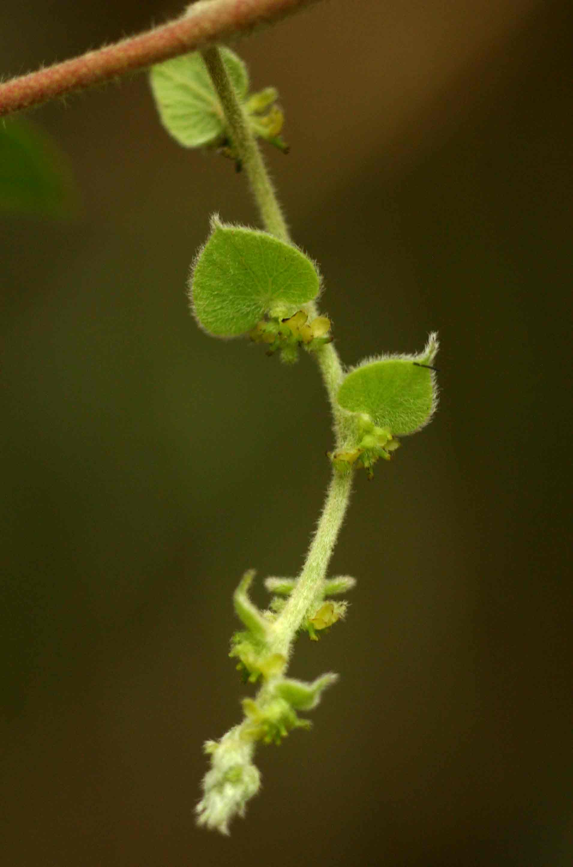 Cissampelos mucronata