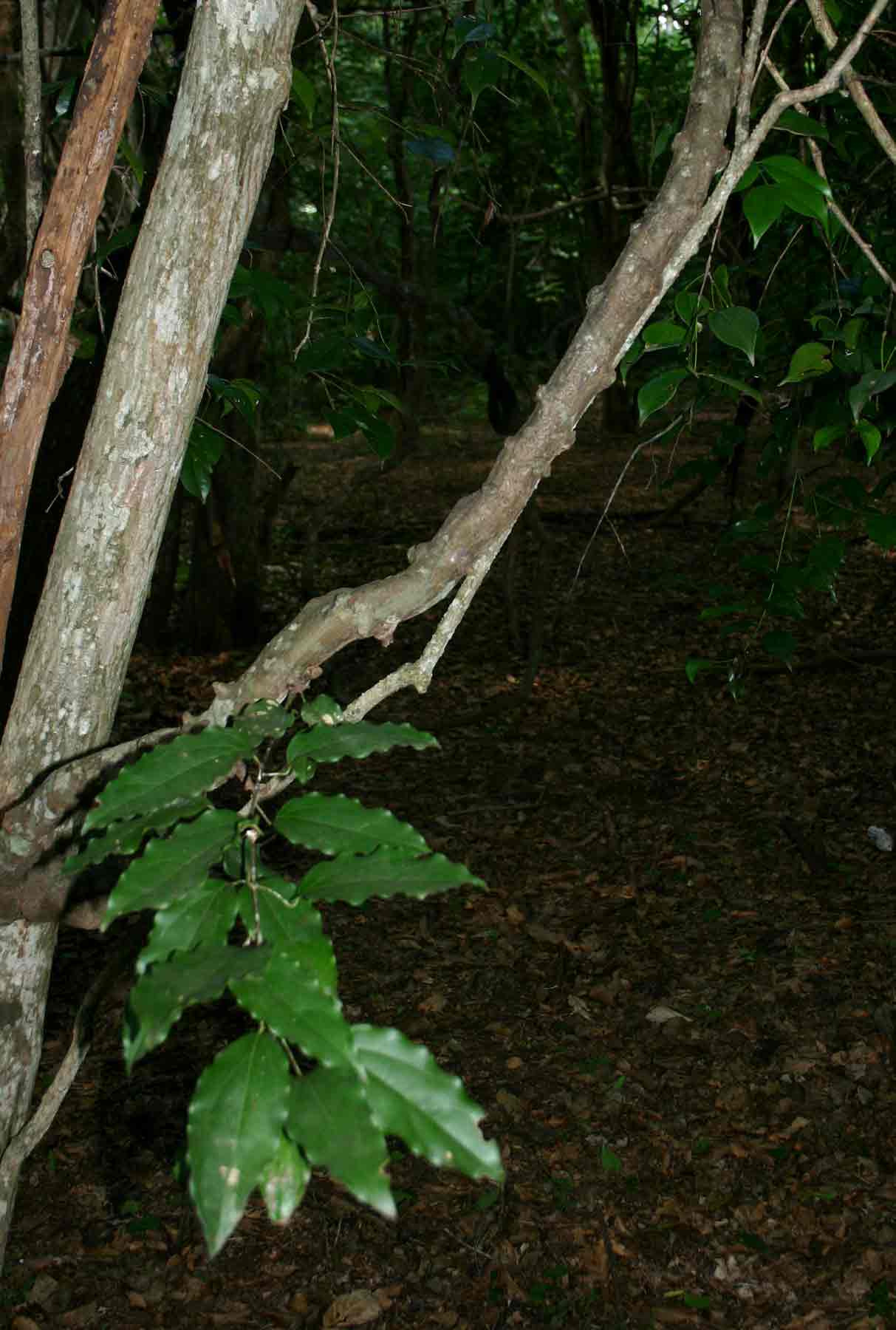 Tiliacora funifera Tiliacora funifera