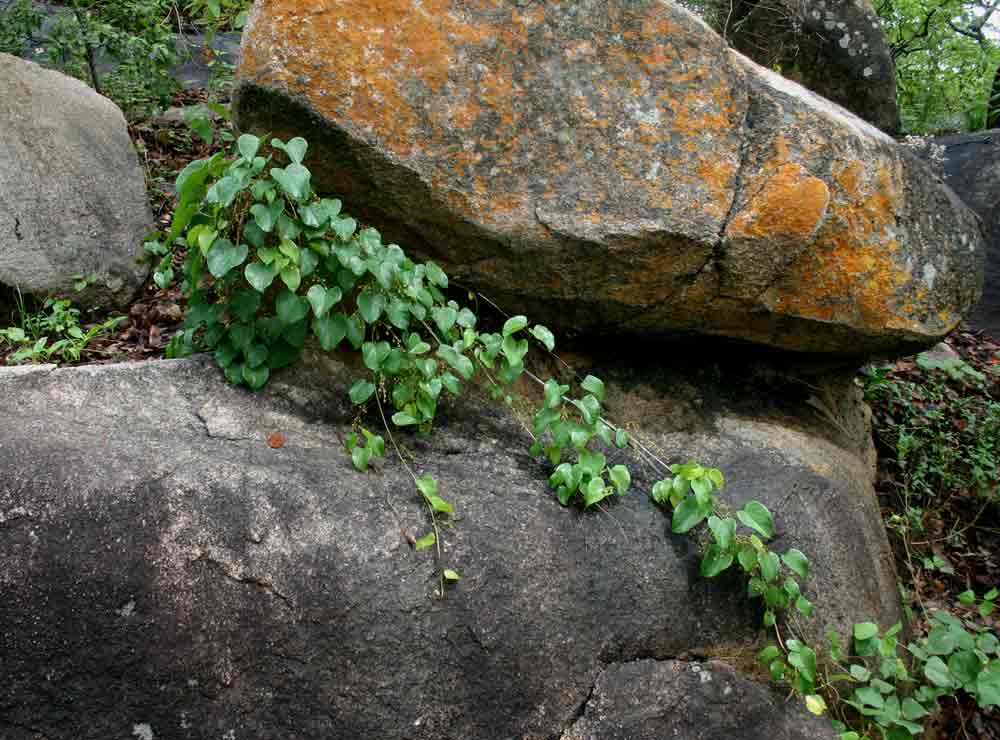 Tinospora afra Tinospora afra