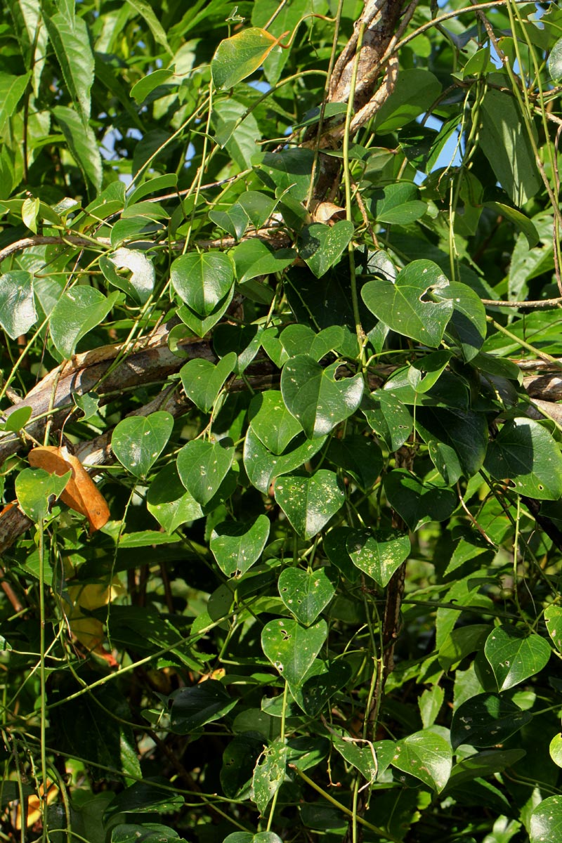 Tinospora afra