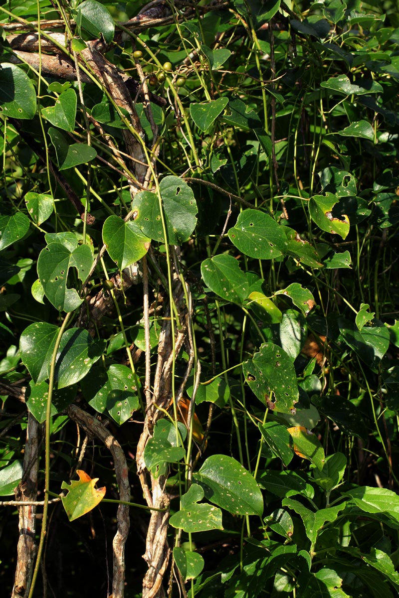 Tinospora afra