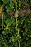 Tinospora afra