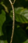 Tinospora afra