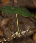 Tinospora afra