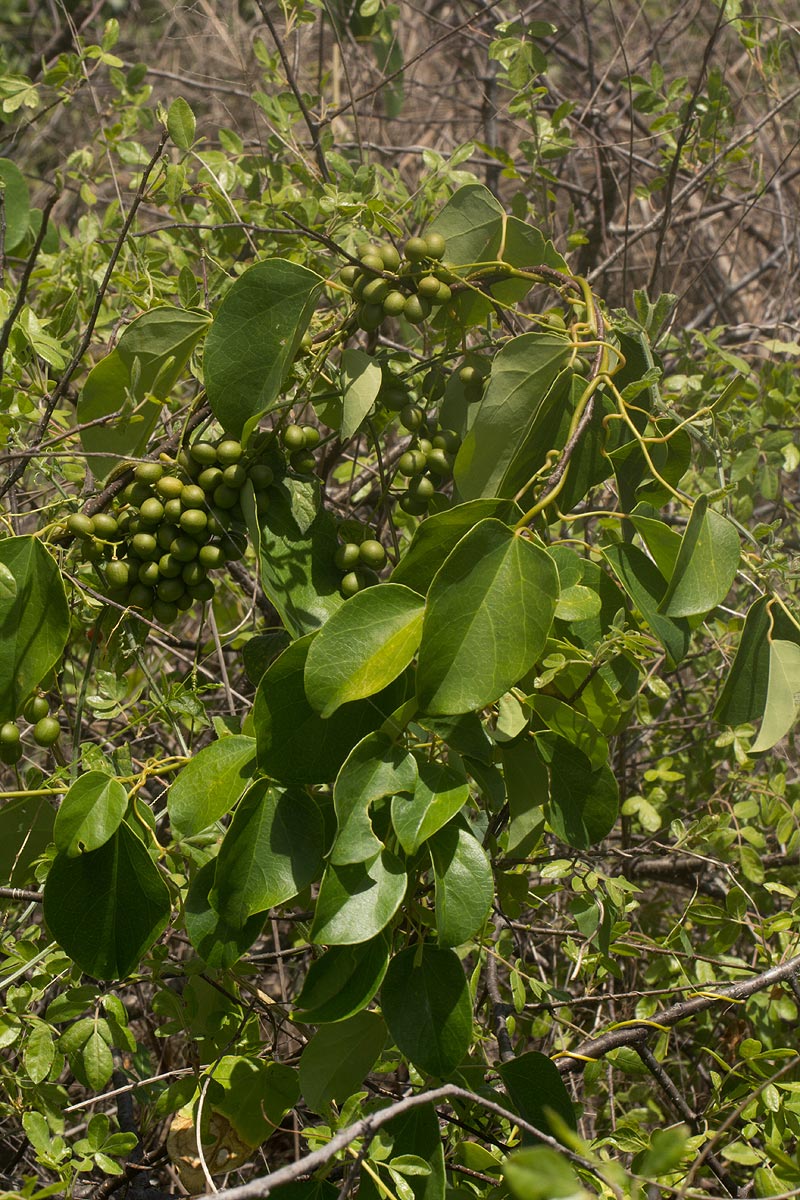 Tinospora afra