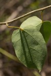 Tinospora afra