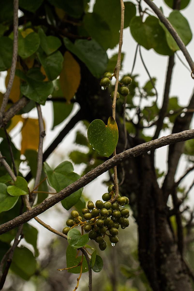 Tinospora afra Tinospora afra