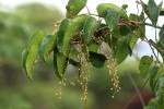 Tinospora afra