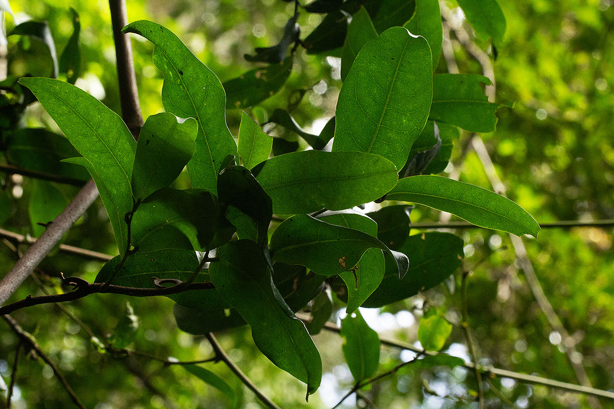 Artabotrys monteiroae