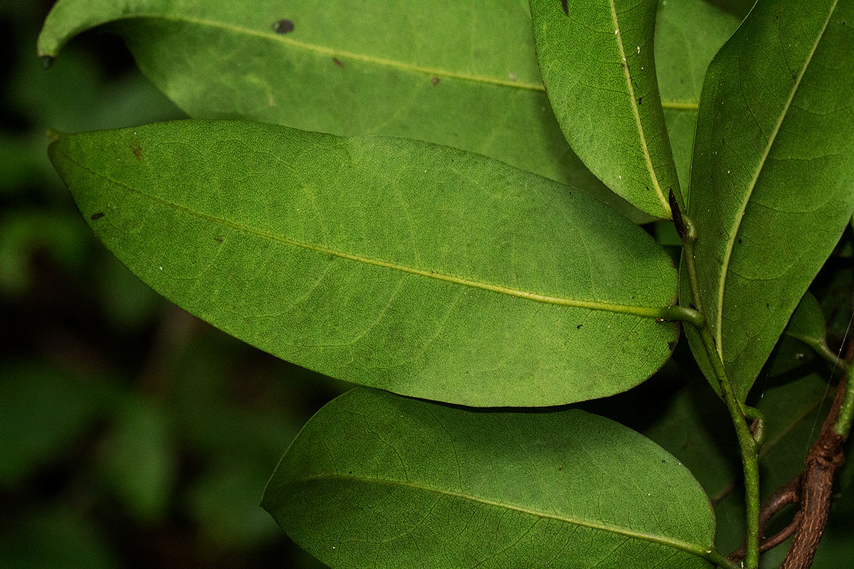 Artabotrys monteiroae