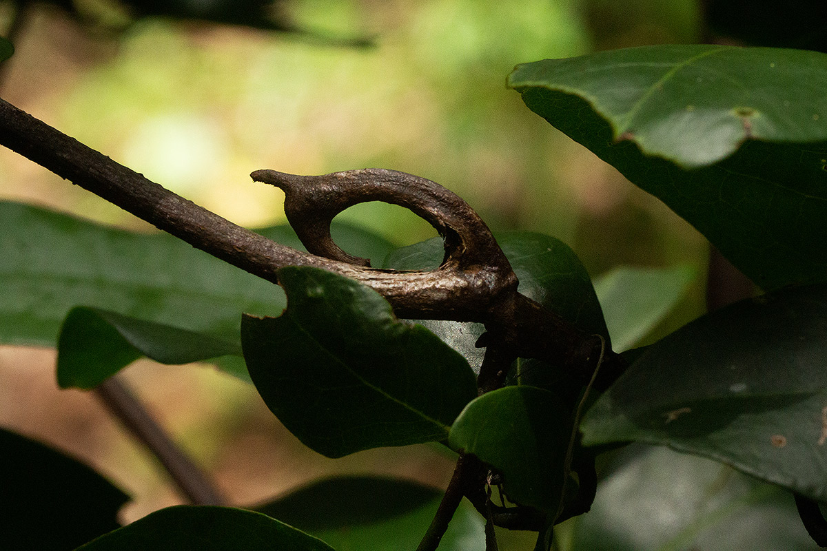 Artabotrys monteiroae