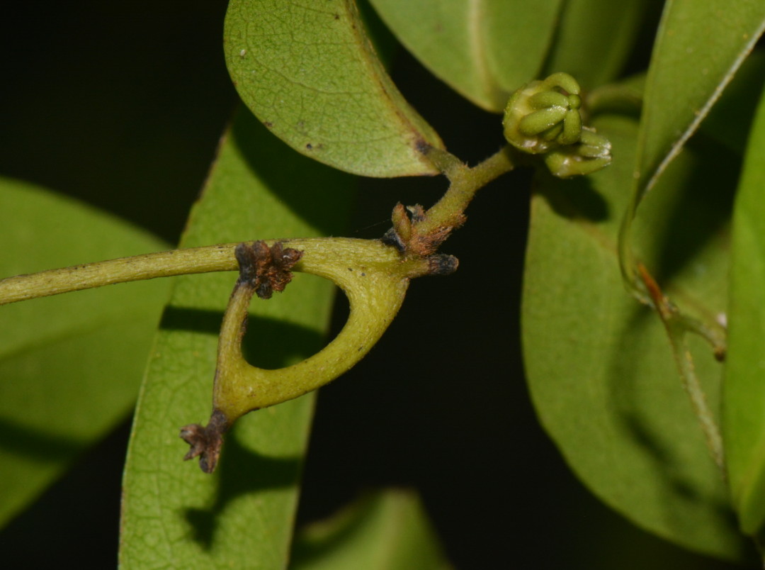 Artabotrys monteiroae Artabotrys monteiroae