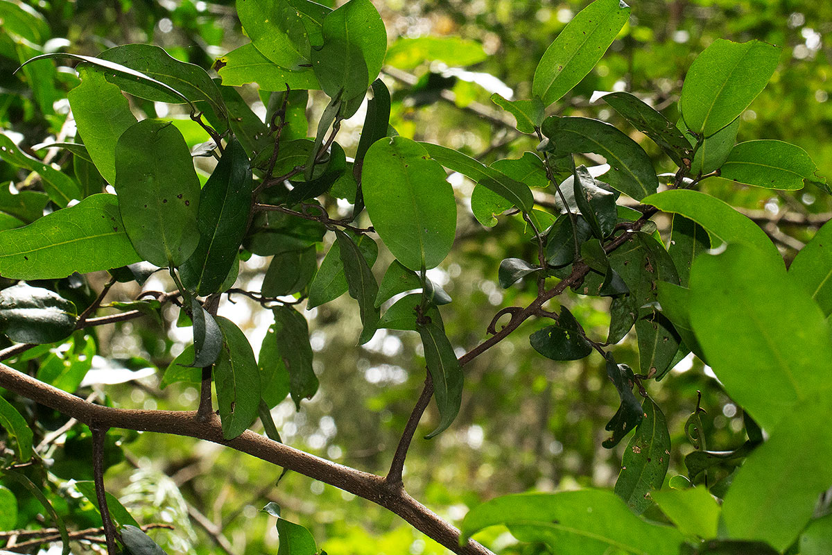 Artabotrys monteiroae