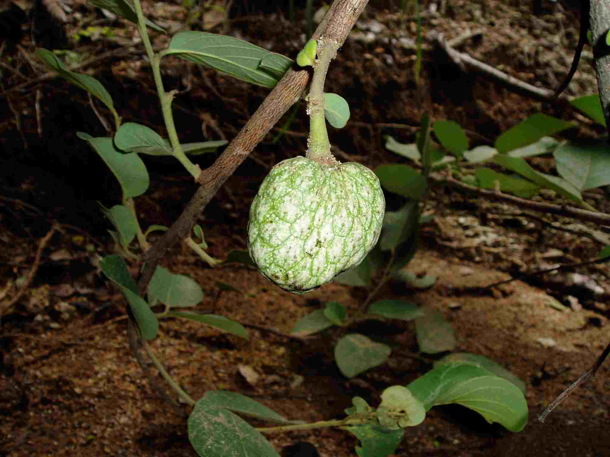 Annona senegalensis subsp. senegalensis