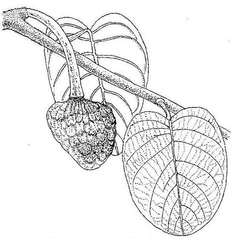 Annona senegalensis subsp. senegalensis Annona senegalensis subsp. senegalensis