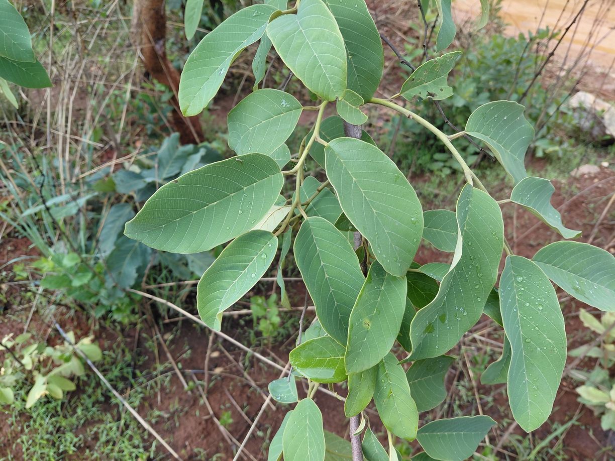 Annona senegalensis subsp. senegalensis