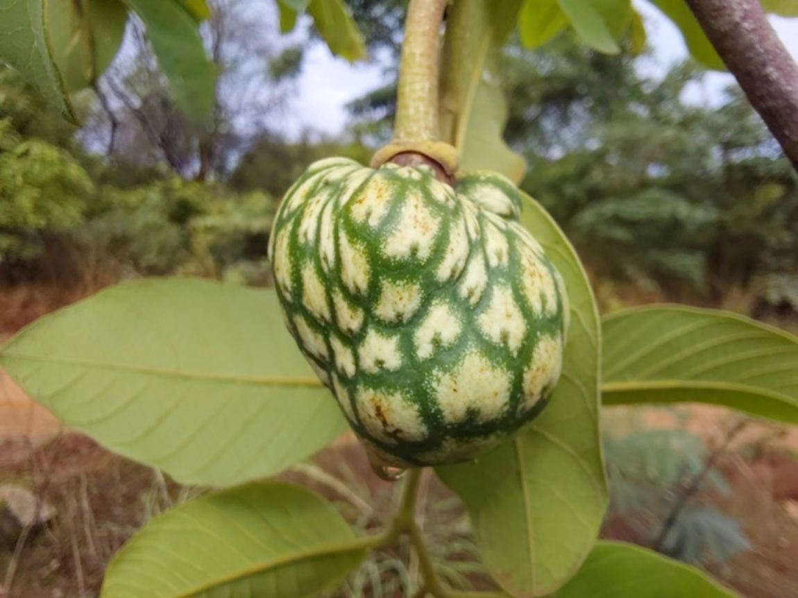 Annona senegalensis subsp. senegalensis