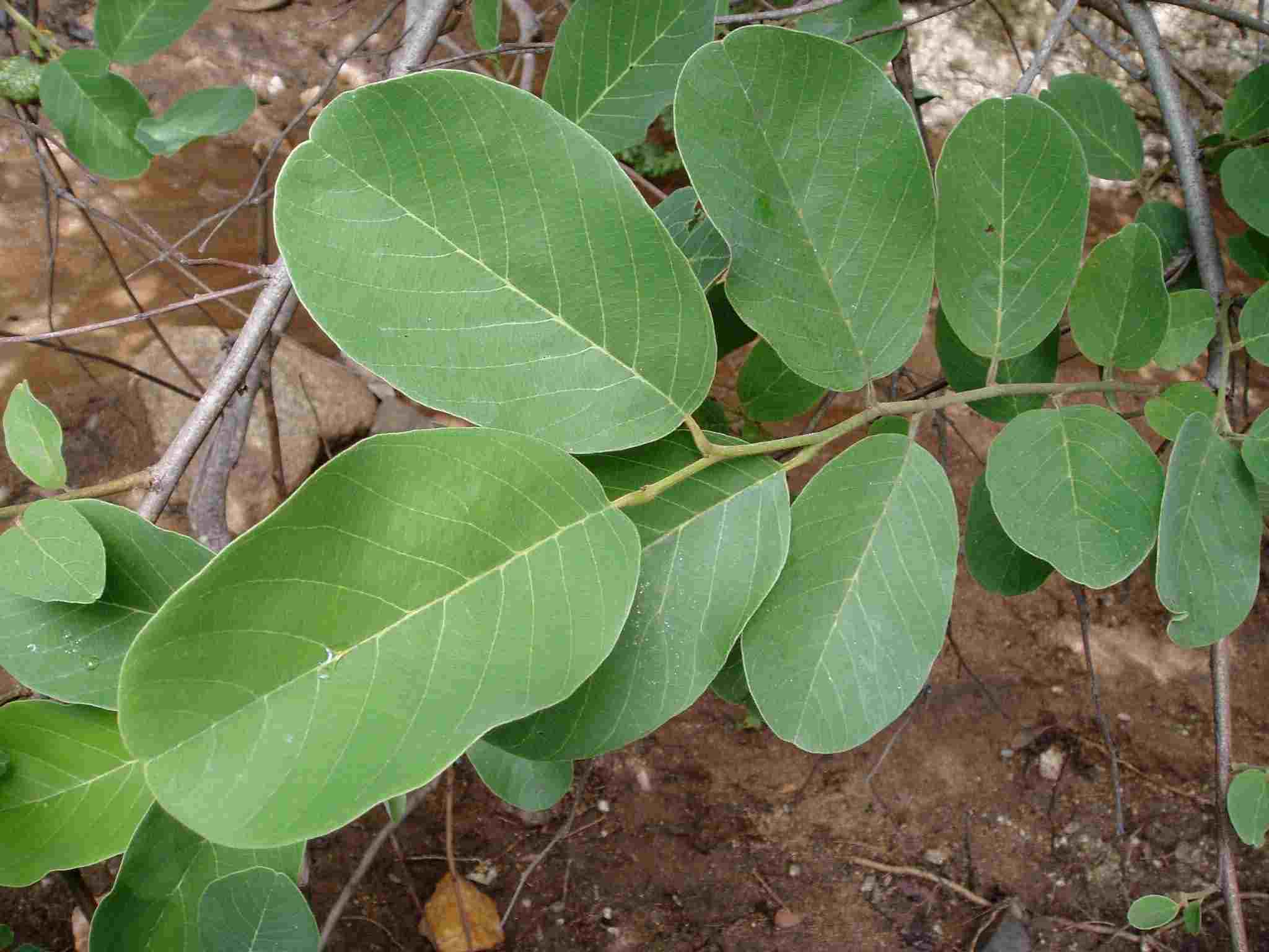Annona senegalensis subsp. senegalensis