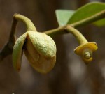 Annona senegalensis subsp. senegalensis