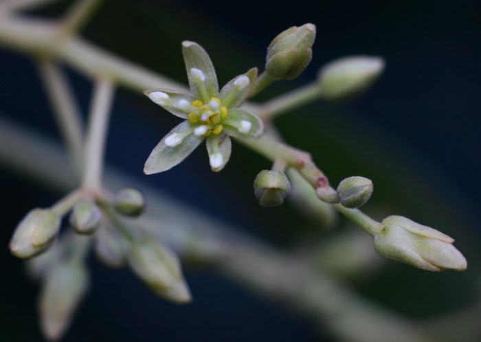 Persea americana Persea americana