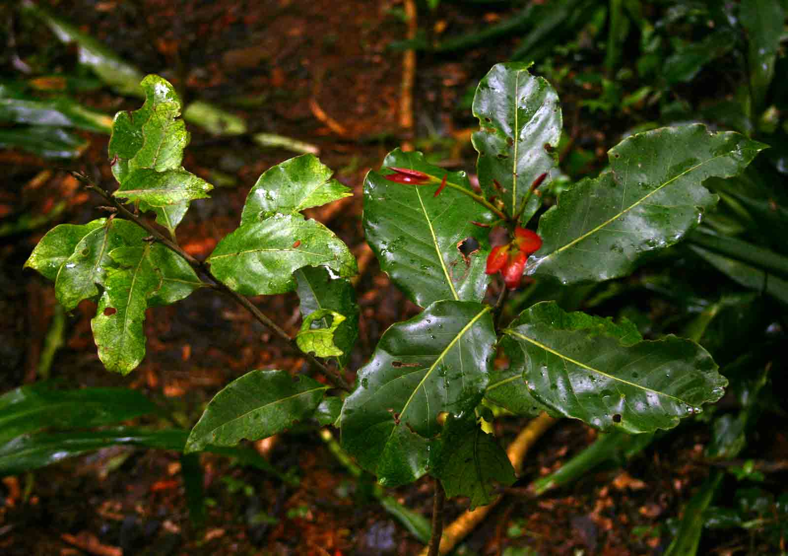 Ocotea kenyensis Ocotea kenyensis