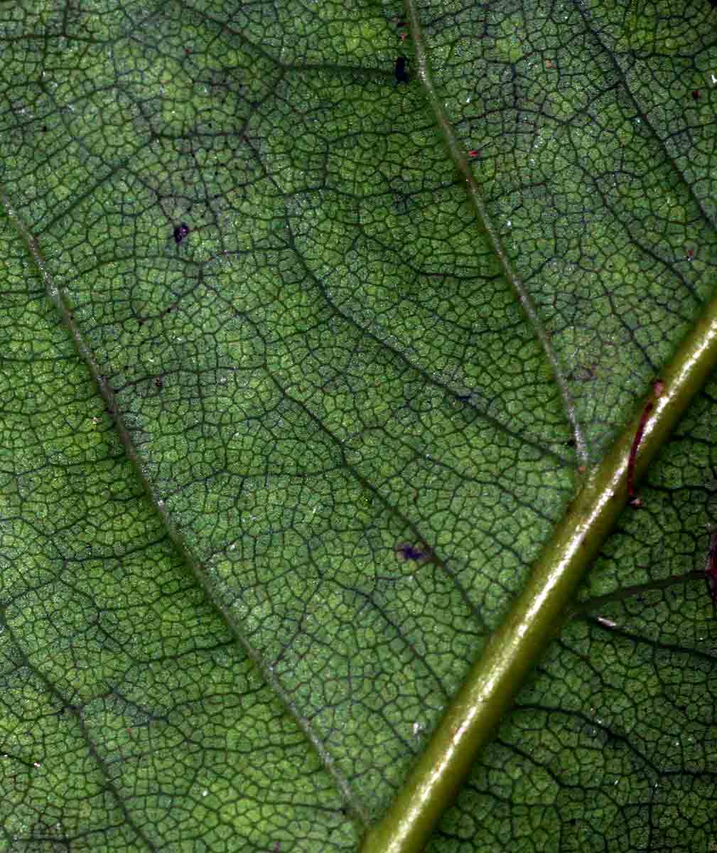 Ocotea kenyensis Ocotea kenyensis