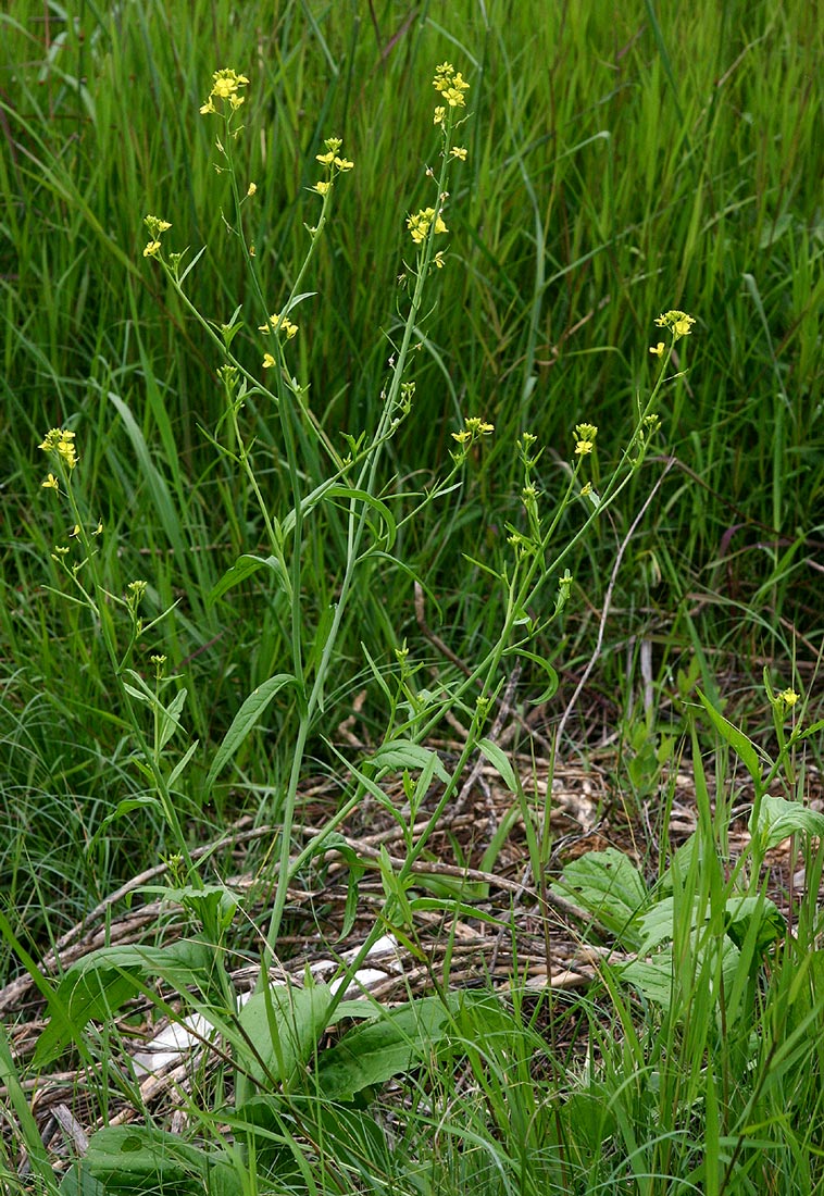 Brassica juncea