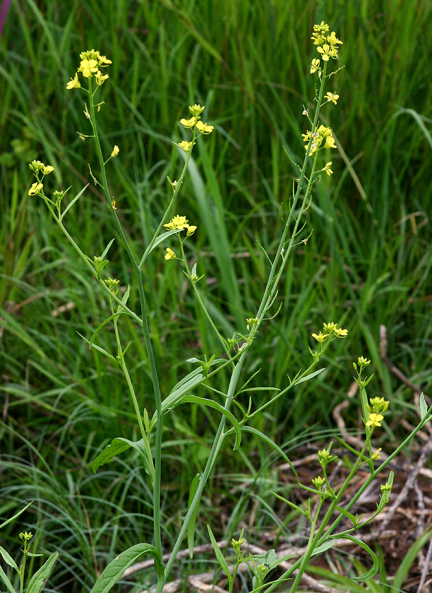 Brassica juncea Brassica juncea