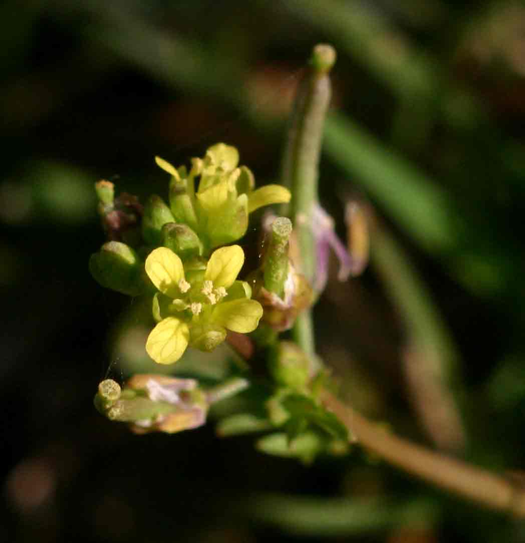 Rorippa micrantha
