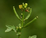 Rorippa micrantha