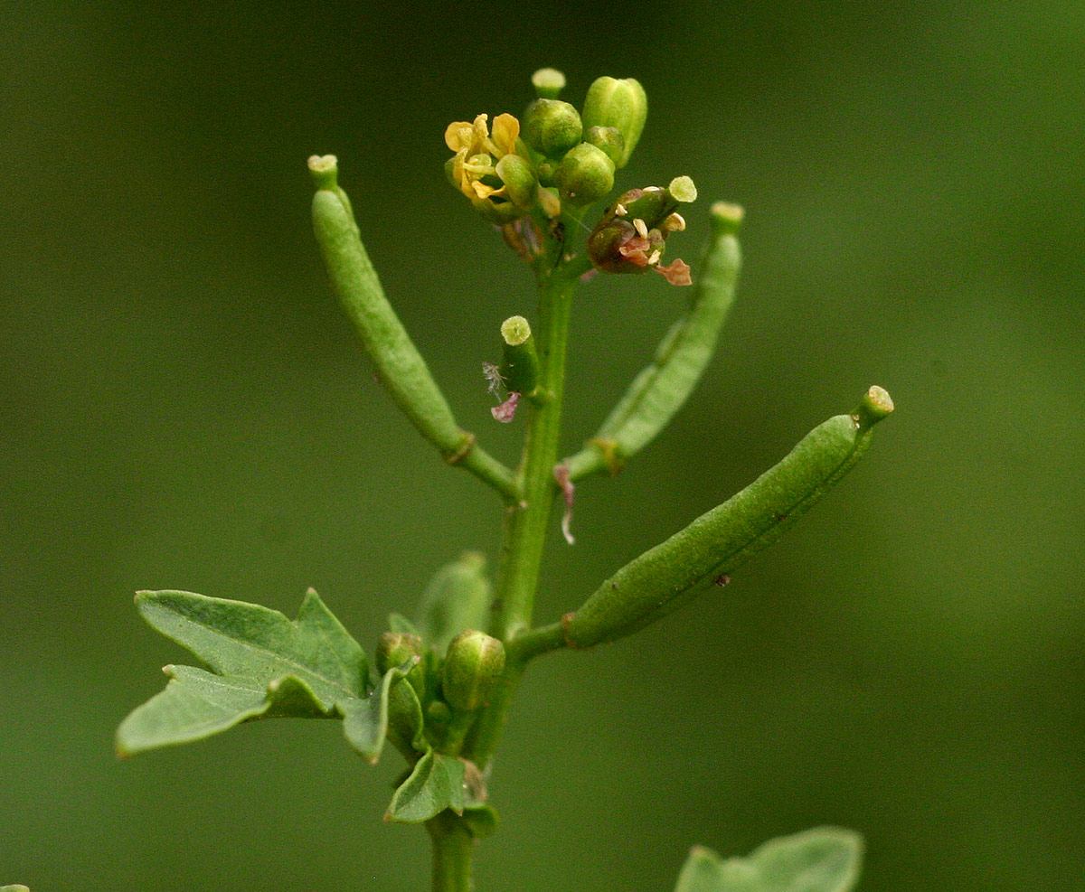 Rorippa micrantha