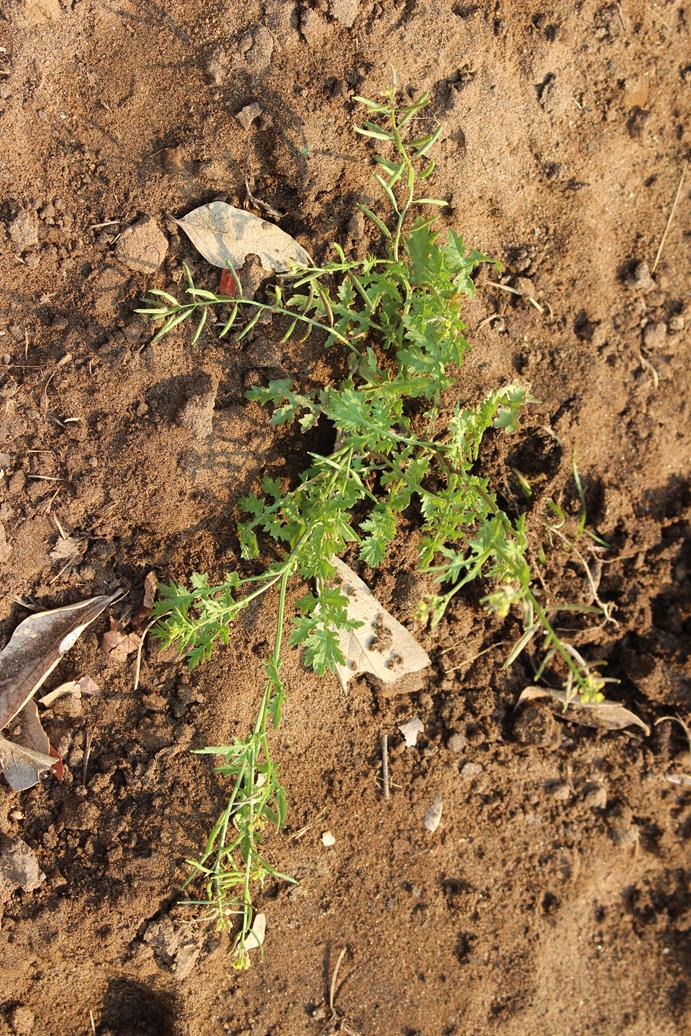 Rorippa micrantha Rorippa micrantha