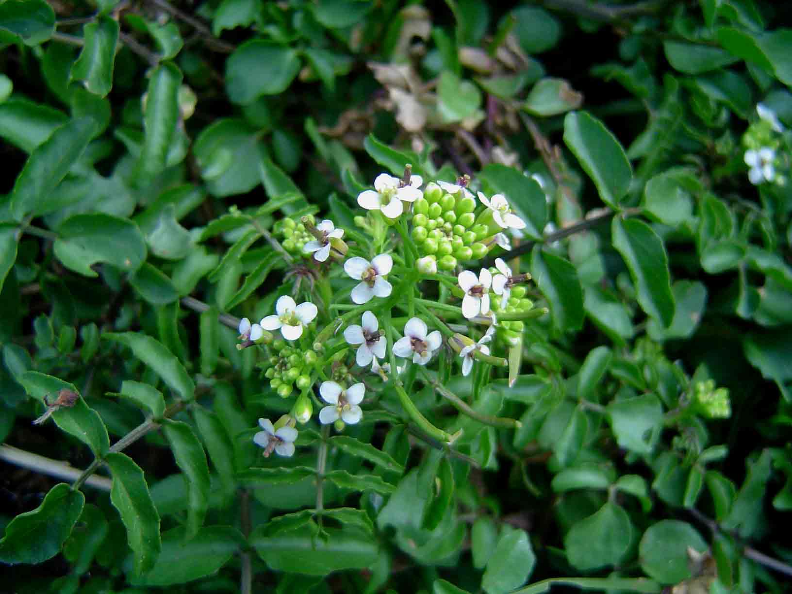 Nasturtium officinale Nasturtium officinale