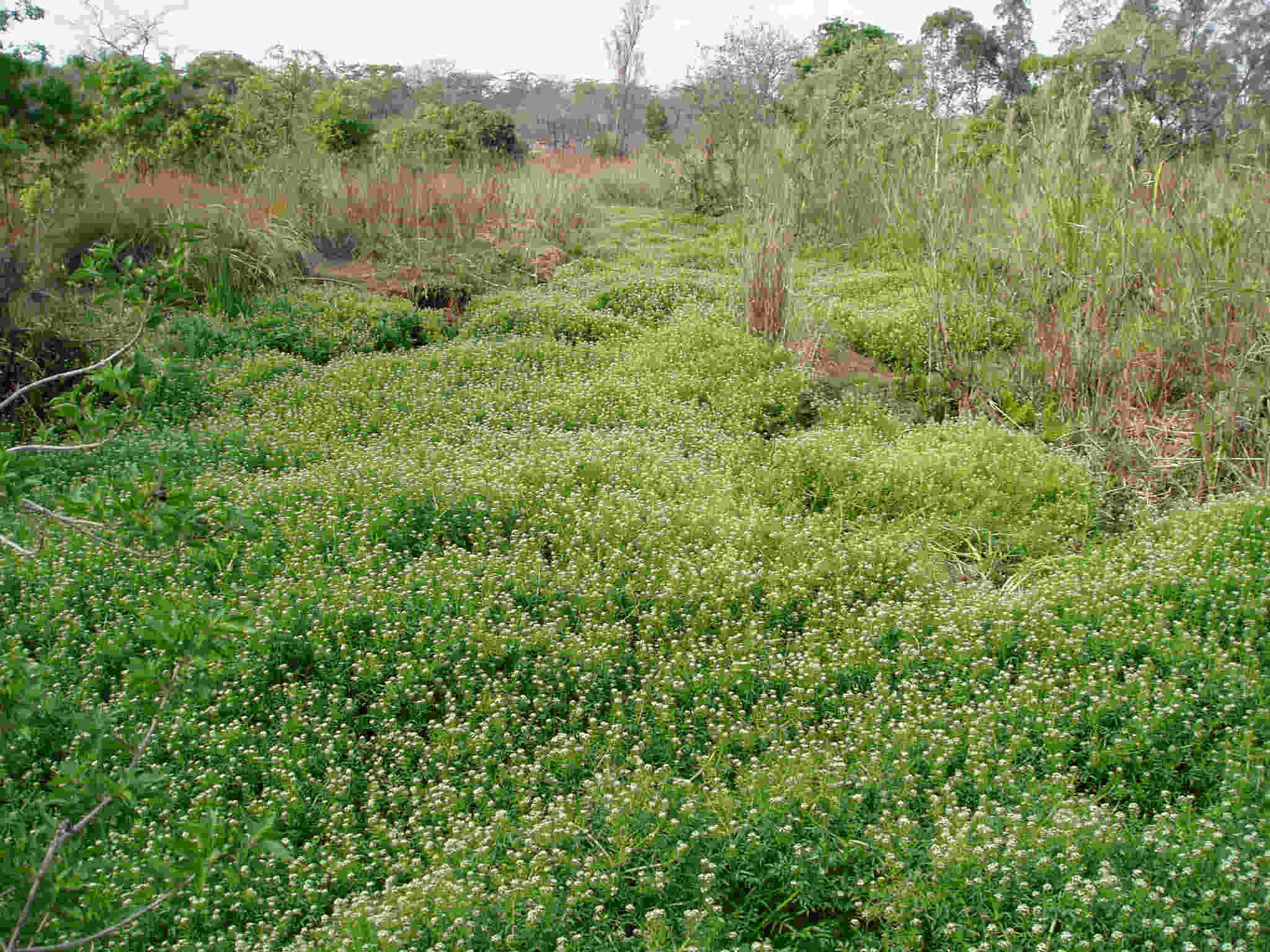Nasturtium officinale Nasturtium officinale