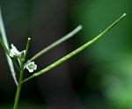 Cardamine africana
