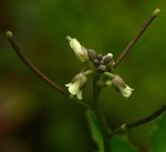 Cardamine africana