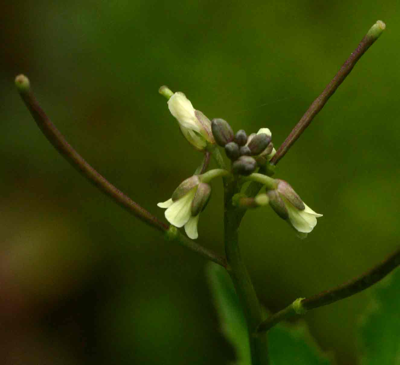 Cardamine africana