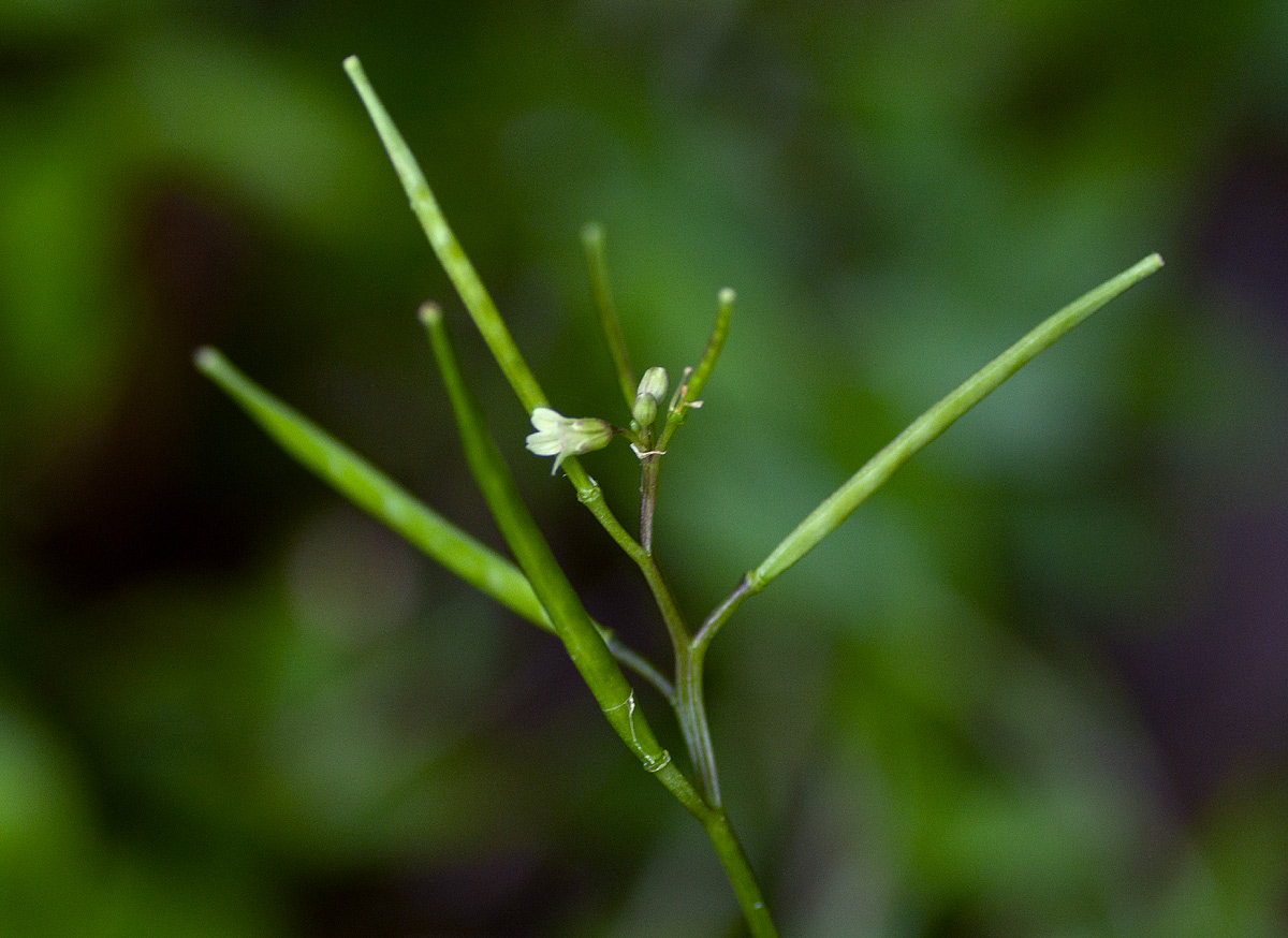 Cardamine africana