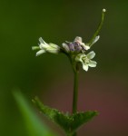 Cardamine africana